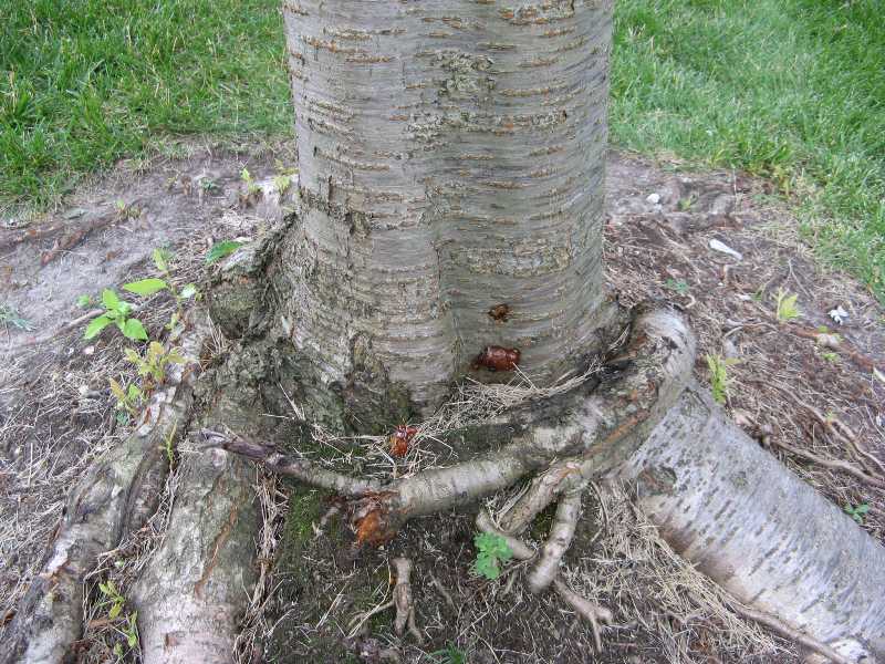 Gummosis of Fruit Trees